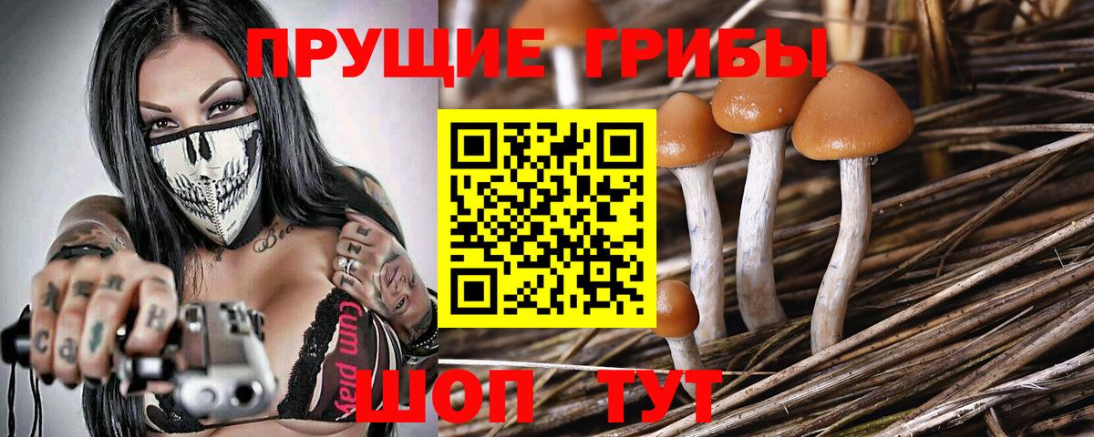 Псилоцибиновые грибы Cubensis Вязники